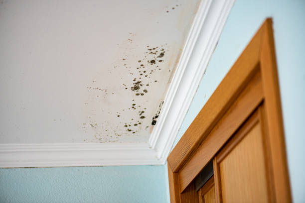 Best Same-Day Mold Removal  in Crossett, AR