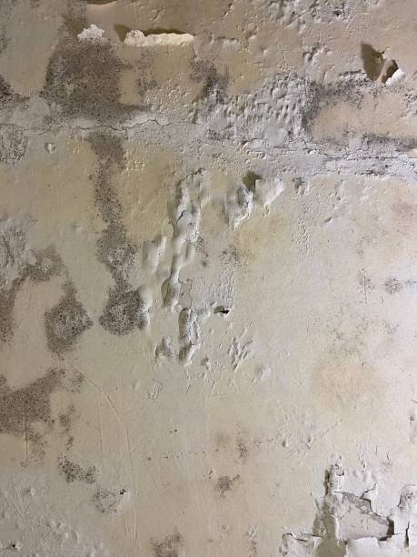 Best Black Mold Removal  in Crossett, AR