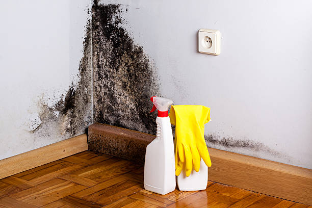 Best Commercial Mold Removal  in Crossett, AR