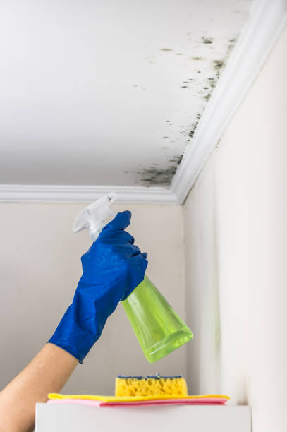 Best Professional Mold Removal  in Crossett, AR